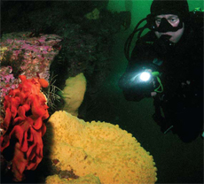 Soft Coral, courtesy of Scuba Dive West