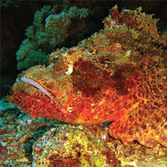 Underwater photographer Vince Bennett, stonefish