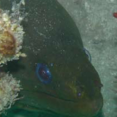 Underwater photographer Adrienne Kerley, giant moray